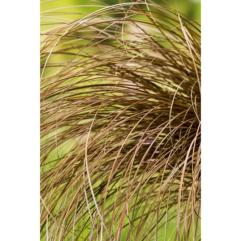 Bronsstarr 'Bronze Form', 2L 4 Bronsstarr 'Bronze Form', 2L - Image 2