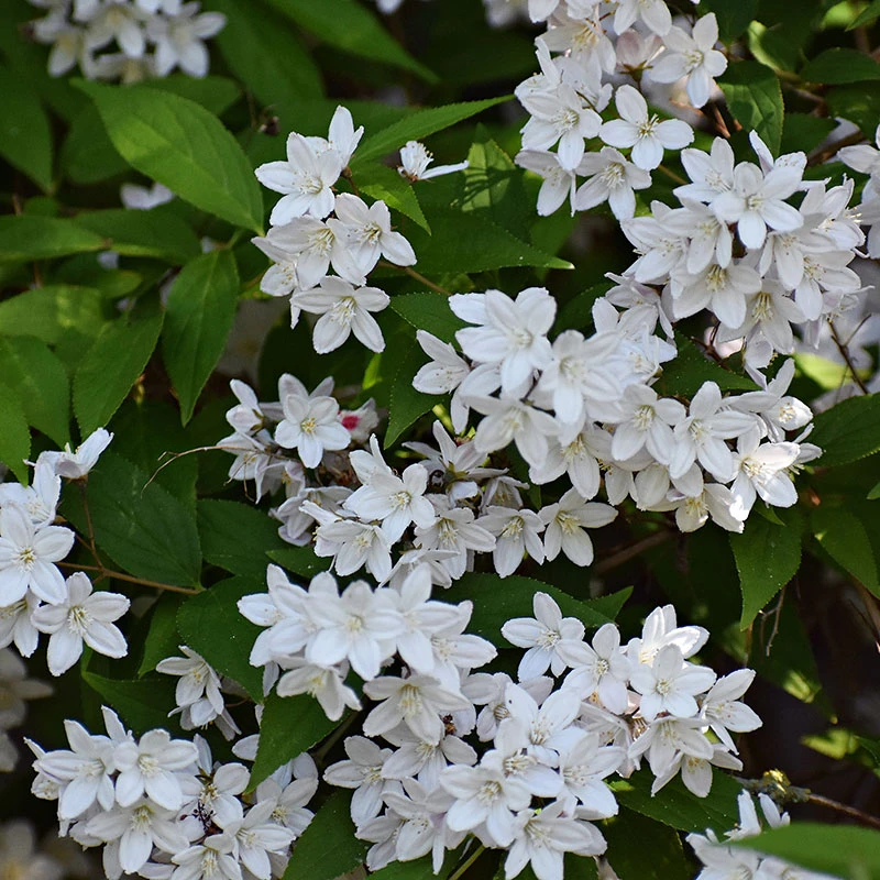 Bruddeutzia 10-pack 5 Bruddeutzia 10-pack - Image 3