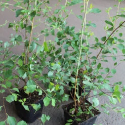 Bukettspirea 10-pack 7 Bukettspirea 10-pack -Garden Supplies Sales 2024 buketspirea spirea vanhouttei krukodlad