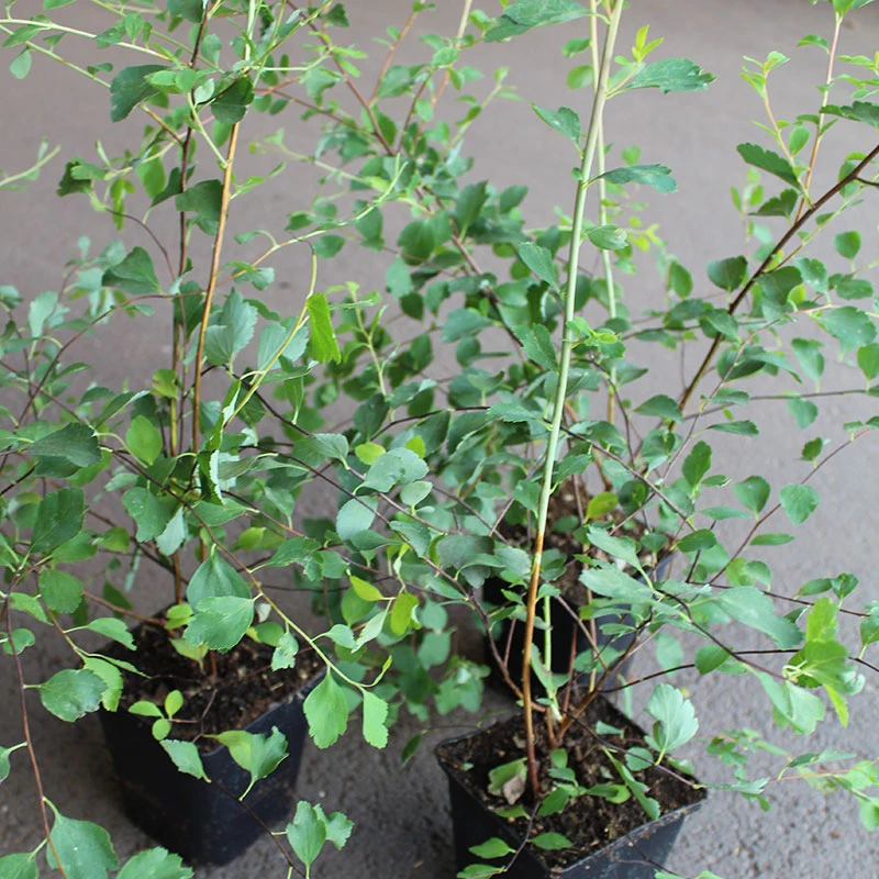 Bukettspirea 10-pack 5 Bukettspirea 10-pack - Image 3