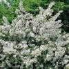 Bukettapel 10-pack 1 Bukettapel 10-pack -Garden Supplies Sales 2024 bukettapel malus toringo var sargentii 1