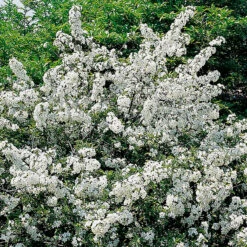 Bukettapel, Malus Toringo Var. Sargentii