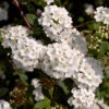 Bukettspirea 10-pack 2 Bukettspirea 10-pack -Garden Supplies Sales 2024 bukettspirea spirea vanhouttei 1