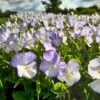 Bukettviol 'Ullas Favorit', 6-pack