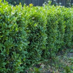 Buxbom -Garden Supplies Sales 2024 buxbom buxus sempervirens hack 1 1