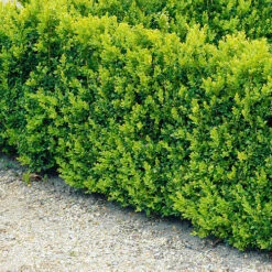 Buxbom Sempervirens 30-40 Cm, 10-pack 8 Buxbom Sempervirens 30-40 Cm, 10-pack -Garden Supplies Sales 2024 buxbom buxus sempervirens hack 1