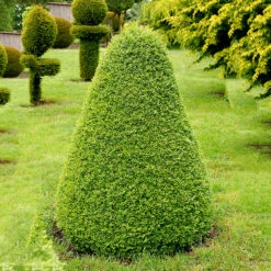 Buxbom Pyramidformad, 50-60cm -Garden Supplies Sales 2024 buxbom formklippt i pyramidform