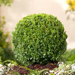 Buxbom Klotformad 25-30cm -Garden Supplies Sales 2024 buxbom klotformad 1