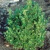 Buxbom Microphylla 'Faukner' 20-30 Cm, 10-pack -Garden Supplies Sales 2024 buxbom microphylla faulkner 1