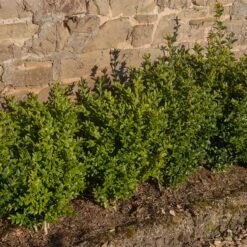 Buxbom Microphylla 'Faukner' 15-20 Cm, 10-pack -Garden Supplies Sales 2024 buxbom microphylla faulkner 2 1