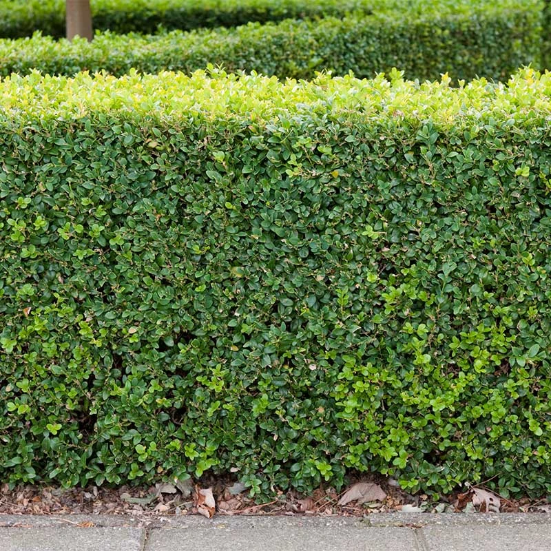 Buxbom Sempervirens 30-40 Cm, 10-pack 3 Buxbom Sempervirens 30-40 Cm, 10-pack