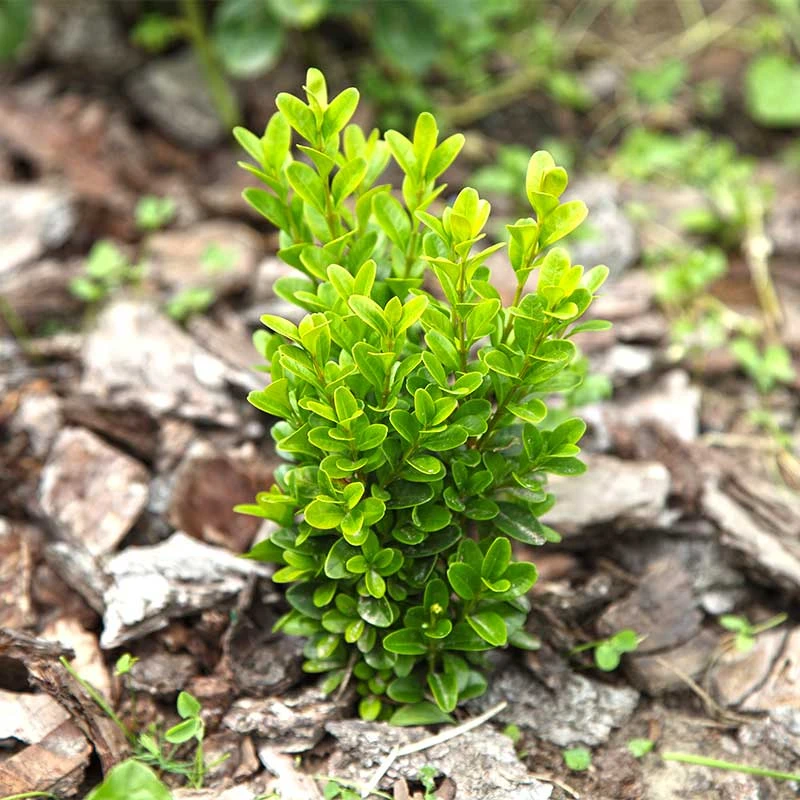 Buxbom Sempervirens 15-20 Cm, 10-pack 7 Buxbom Sempervirens 15-20 Cm, 10-pack - Image 5