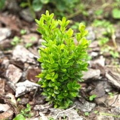 Buxbom Sempervirens 10-15 Cm, 10-pack -Garden Supplies Sales 2024 buxbom sempervirens 2