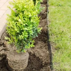 Buxbom Sempervirens 30-40 Cm, 10-pack 7 Buxbom Sempervirens 30-40 Cm, 10-pack -Garden Supplies Sales 2024 buxbom sempervirens 30 40cm