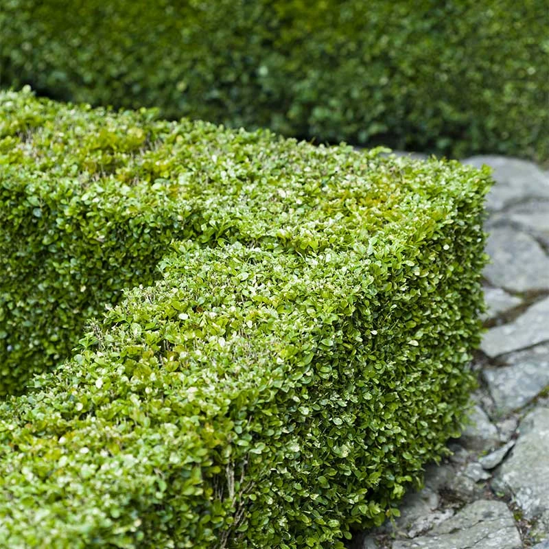 Buxbom Sempervirens 10-15 Cm, 100-pack 4 Buxbom Sempervirens 10-15 Cm, 100-pack - Image 2