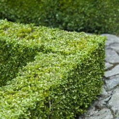 Buxbom Sempervirens 15-20 Cm, 100-pack -Garden Supplies Sales 2024 buxbom sempervirens 4 3