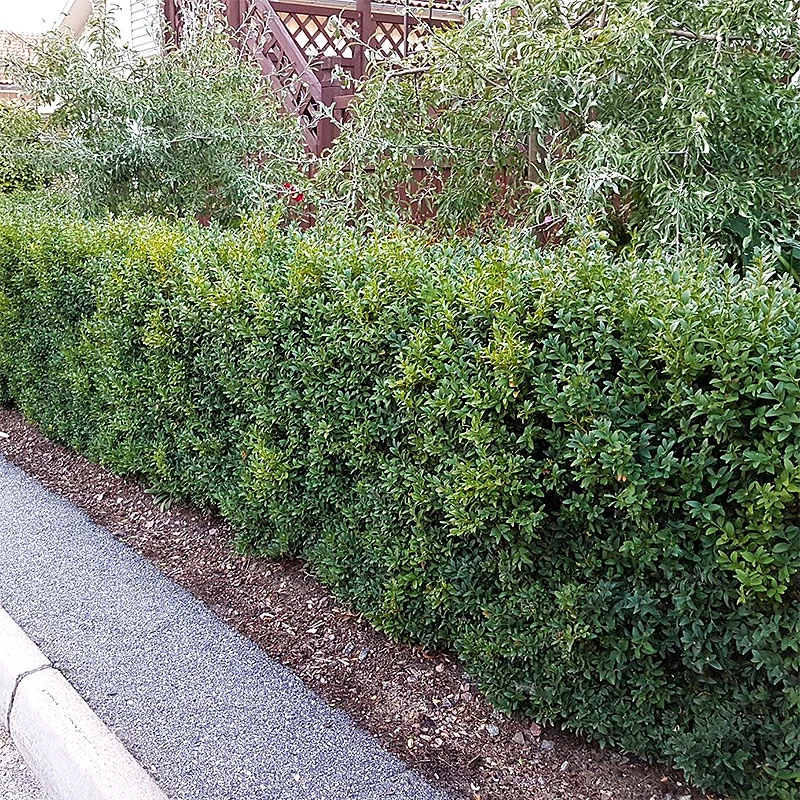 Buxbom Sempervirens 30-40 Cm, 10-pack 6 Buxbom Sempervirens 30-40 Cm, 10-pack - Image 4