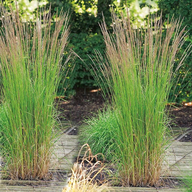 Tuvrör, 'Karl Foerster' 4 Tuvrör, 'Karl Foerster' - Image 2