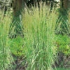 Brokbladigt Tuvrör 'Overdam' 2 Brokbladigt Tuvrör 'Overdam' -Garden Supplies Sales 2024 calamagrostis acutiflora overdam brokbladigt tuvror