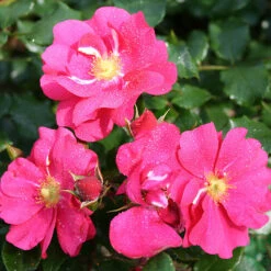 Ros 'Sommermärchen' -Garden Supplies Sales 2024 ceriese ros sommermarchen