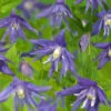 Klematis 'Maidwell Hall' 1 Klematis 'Maidwell Hall' -Garden Supplies Sales 2024 clematis atragene maidwell hall