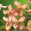 Klematis 'Marjorie' -Garden Supplies Sales 2024 clematis atragene marjorie