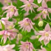 Klematis 'Markham´s Pink' -Garden Supplies Sales 2024 clematis atragene markhams pink