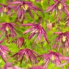 Klematis 'Octopus' 1 Klematis 'Octopus' -Garden Supplies Sales 2024 clematis atragene octopus