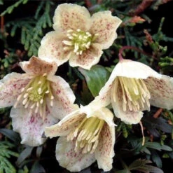 Clematis Cirrhosa Balearica