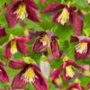 Klematis 'Landsdowne Gem' -Garden Supplies Sales 2024 clematis cirrhosa landsdowne gem