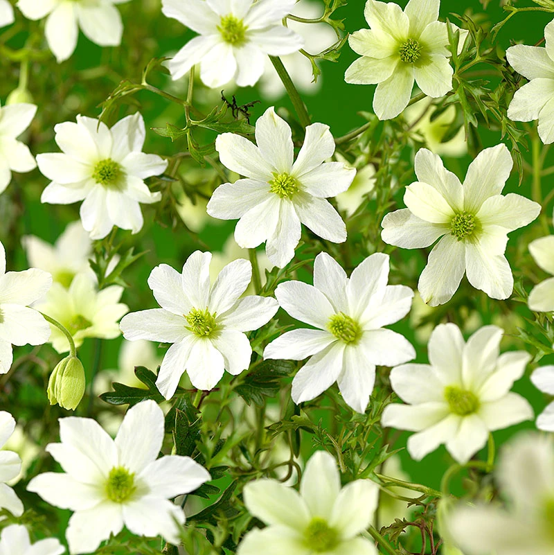 Klematis 'Early Sensation' 3 Klematis 'Early Sensation'