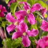 Klematis 'Inspiration' -Garden Supplies Sales 2024 clematis integrifolia inspiration
