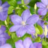 Klematis 'Mrs Cholmondeley'' -Garden Supplies Sales 2024 clematis jackmanii mrs cholmondeley