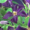 Klematis 'Romantika' -Garden Supplies Sales 2024 clematis jackmanii romantika