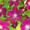 Klematis 'Rouge Cardinal' -Garden Supplies Sales 2024 clematis jackmanii rouge cardinal