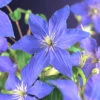 Klematis 'Rhapsody' -Garden Supplies Sales 2024 clematis rhapsody