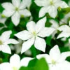 Klematis 'SoMany® White Flowers' -Garden Supplies Sales 2024 clematis somany white flowers