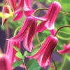 Klematis 'Princess Diana' -Garden Supplies Sales 2024 clematis taxensis princess diana