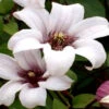 Klematis 'Princess Kate' 1 Klematis 'Princess Kate' -Garden Supplies Sales 2024 clematis taxensis princess kate