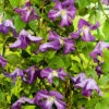 Clematis Viticella 1 Clematis Viticella -Garden Supplies Sales 2024 clematis viticella italiensk klematis