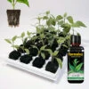 Odlingskombo Root Riot 24-pack & Formulex 300 Ml -Garden Supplies Sales 2024 combo formulex och root riot rotningskuber