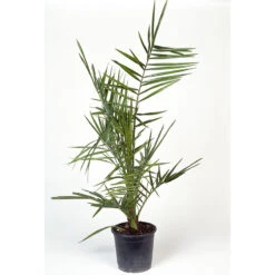 Dadelpalm, 70-80 Cm