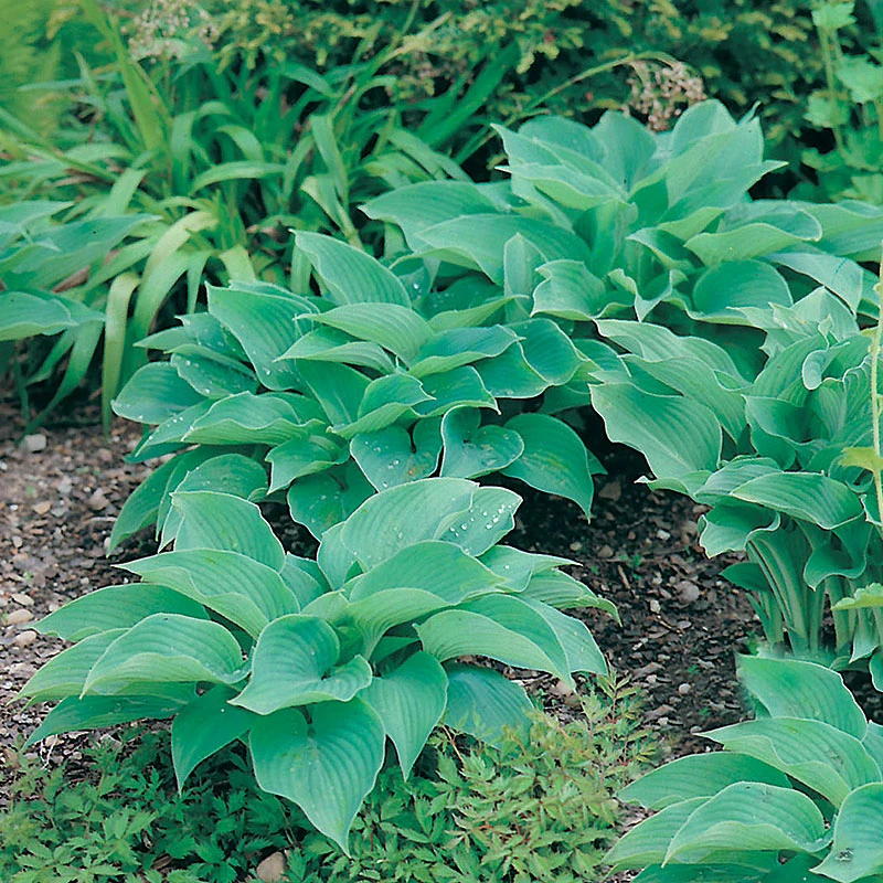 Daggfunkia, 3-pack 3 Daggfunkia, 3-pack