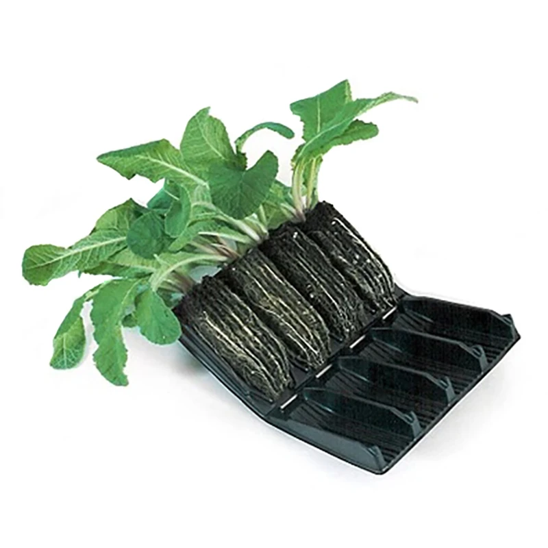 Deep Rootrainer - Pluggar 4 Deep Rootrainer - Pluggar - Image 2