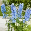 Trädgårdsriddarsporre 'Blue Bird', 3-pack -Garden Supplies Sales 2024 delphinium blue bird tradgardsriddarsporre