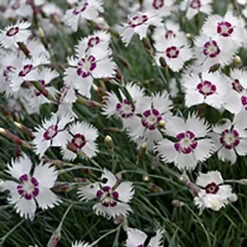 Fjädernejlika 'Marieberg', 3-pack