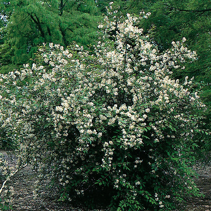 Doftschersmin 'Finn' 4 Doftschersmin 'Finn' - Image 2