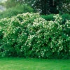 Doftschersmin 80-100 Cm, 5-pack 2 Doftschersmin 80-100 Cm, 5-pack -Garden Supplies Sales 2024 doftschersmin philadelphus coronarius hack 1