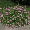 Dvärgpraktspirea 'Little Princess' 10-pack -Garden Supplies Sales 2024 dvargprsktspirea spirea japonica little princess 2