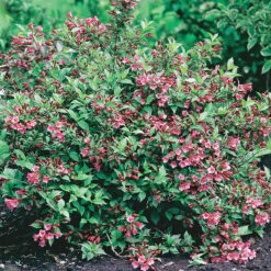 Dvärgrosenprakttry 'Minuet'